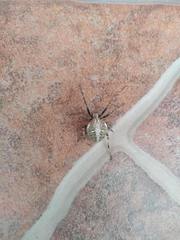 Araneidae