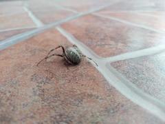 Araneidae