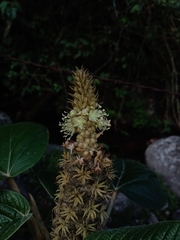 Croton stipulaceus