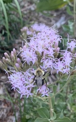 Bombus impatiens image