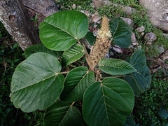 Croton stipulaceus