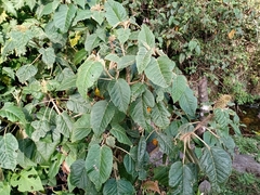 Croton stipulaceus