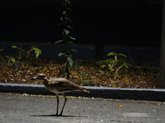 Burhinus senegalensis