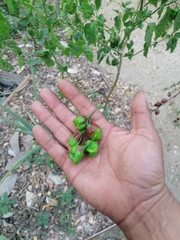 Capsicum chinense
