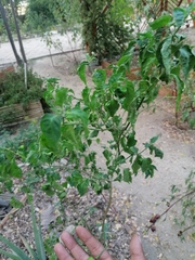 Capsicum chinense