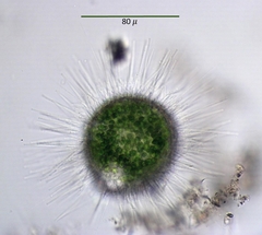 Acanthocystis penardi