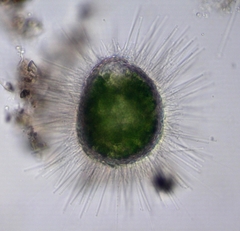Acanthocystis penardi