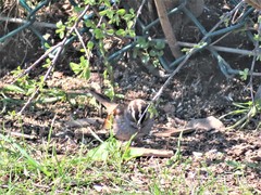 Zonotrichia albicollis