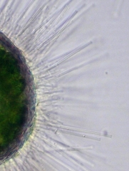 Acanthocystis penardi