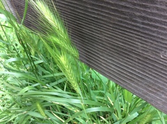 Hordeum murinum leporinum