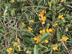 Pultenaea maritima