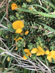 Pultenaea maritima