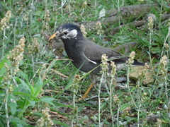 Spodiopsar cineraceus