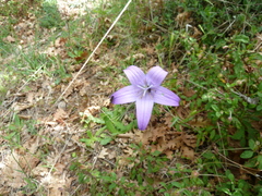 Campanula spatulata