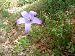 Campanula spatulata