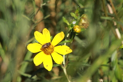 Palpada vinetorum