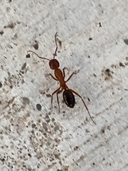 Camponotus sayi