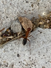 Camponotus sayi