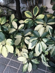 Heptapleurum ellipticum