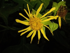 Rumfordia guatemalensis