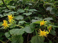 Rumfordia guatemalensis
