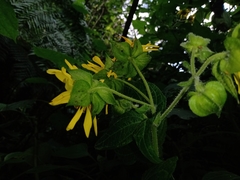 Rumfordia guatemalensis