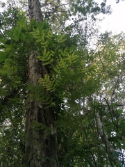 Cenostigma eriostachys