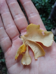 Mycobonia flava