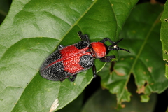 Coraliomela aeneoplagiata