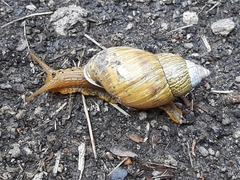 Bocourtia aequatoria