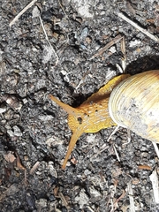 Bocourtia aequatoria
