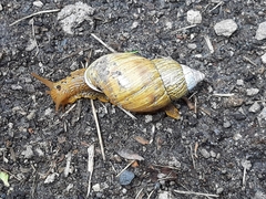 Bocourtia aequatoria