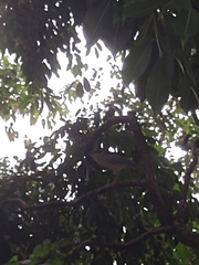 Nycticorax nycticorax