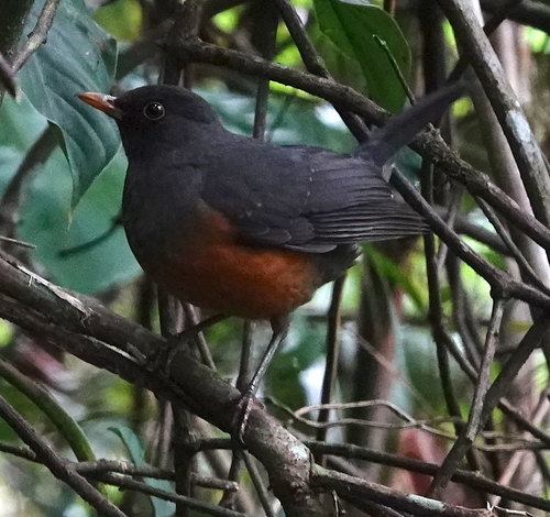 Chestnut-bellied Thrush (Turdus fulviventris), photo 3