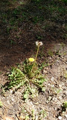 Taraxacum