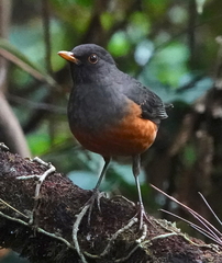 Turdus fulviventris