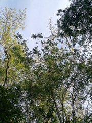 Parmentiera cereifera