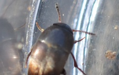 Ptomaphagus