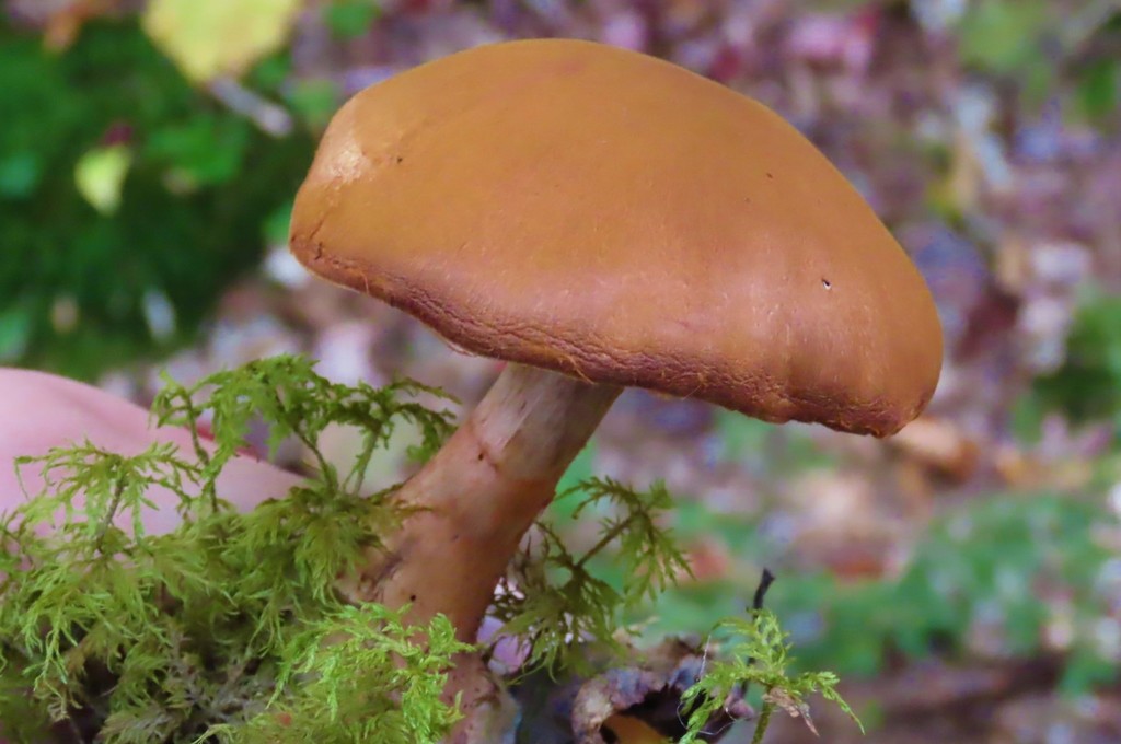 Red Banded Webcap red-banded webcap from Middle Lake Watershed on October 16, 2021 at 01: ...
