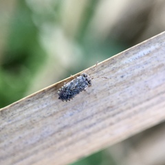 Unicageocoris griseus