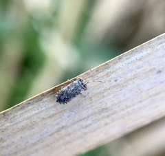 Unicageocoris griseus