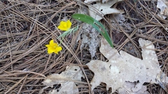 Calochortus monophyllus