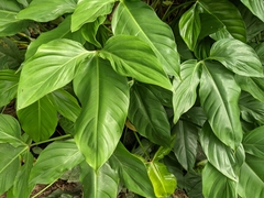 Philodendron tripartitum