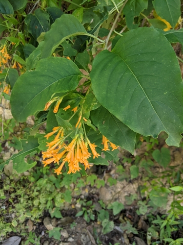 Cestrum aurantiacum