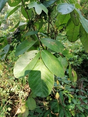 Piscidia carthagenensis