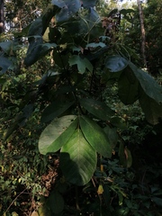 Piscidia carthagenensis