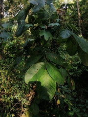 Piscidia carthagenensis