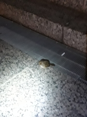 Zonotrichia albicollis