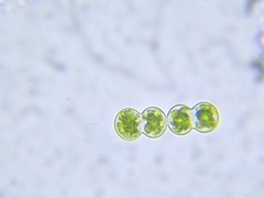 Cosmarium contractum