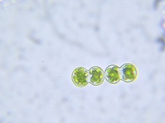 Cosmarium contractum